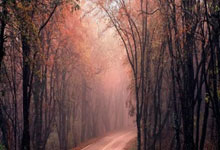 金年会下载-鹿岛鹿角技战术演练密集，冲刺冠军全力以赴