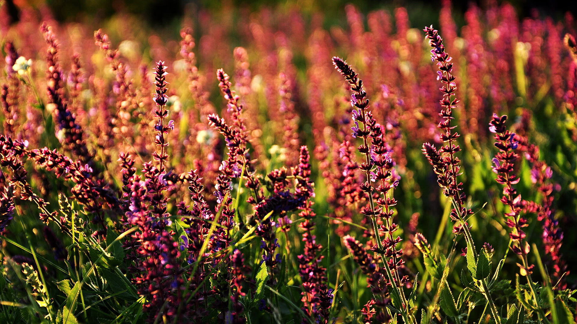 新核时代，布鲁诺关键战不手软，葡萄牙找到胜利新方程式