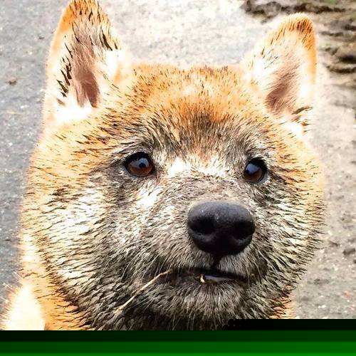 铁腰如弦，指挥绿茵交响，赖斯节奏艺术与摩洛哥血性鏖战的现代足球启示