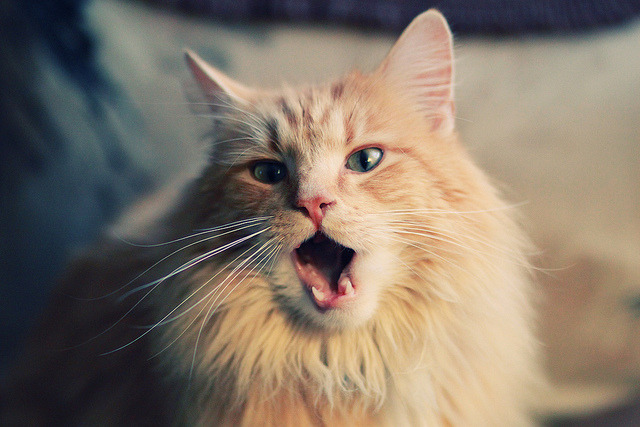 帕尔默的分秒，寒夜铸造里昂核心，巅峰对决挪威刹那永恒