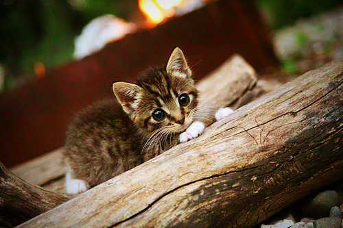 宿敌的对决，国王正面击溃勇士，浓眉成为关键先生