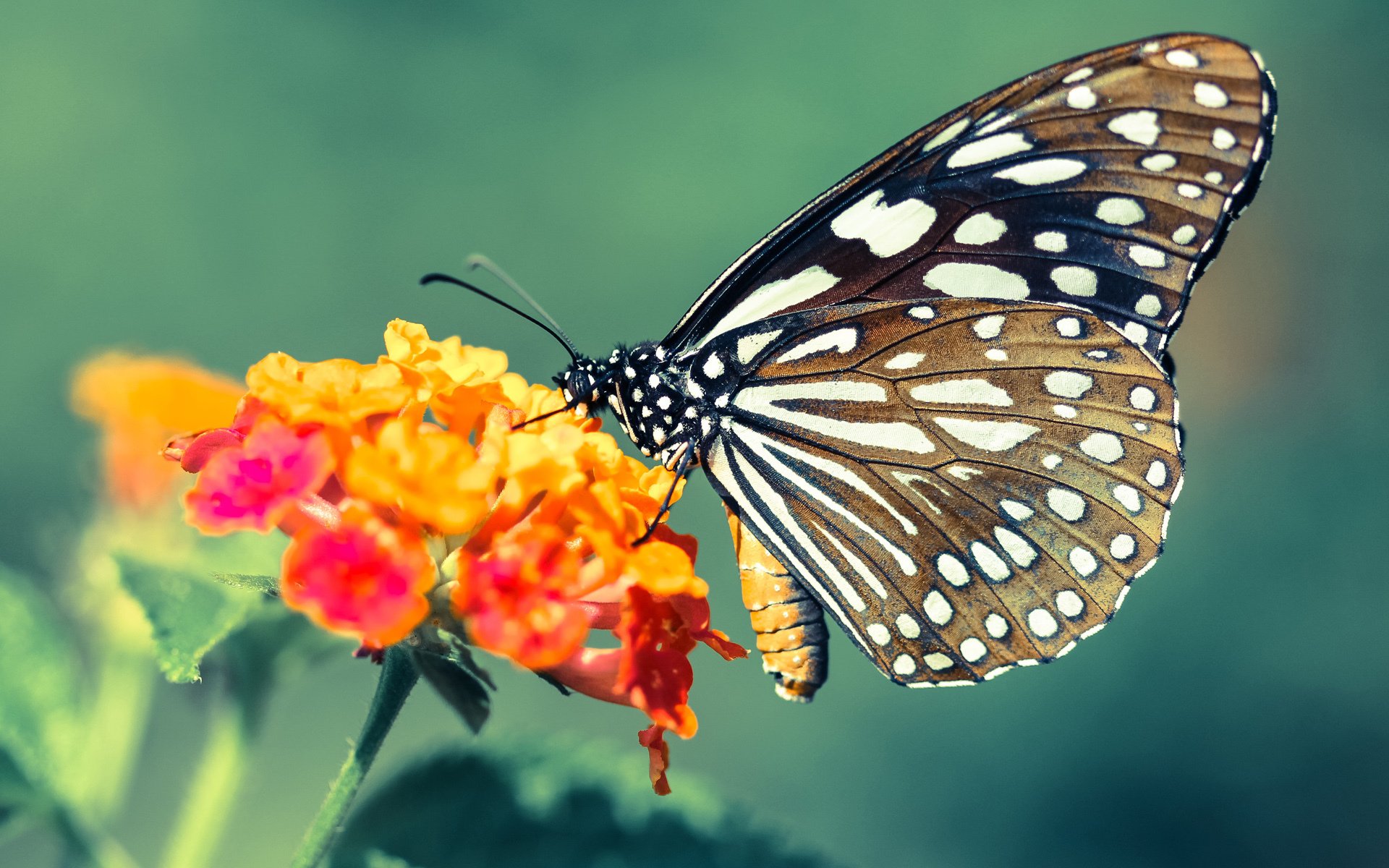 跨越洲际的足球脉动，从孙兴慜的闪耀到洪都拉斯的坚守