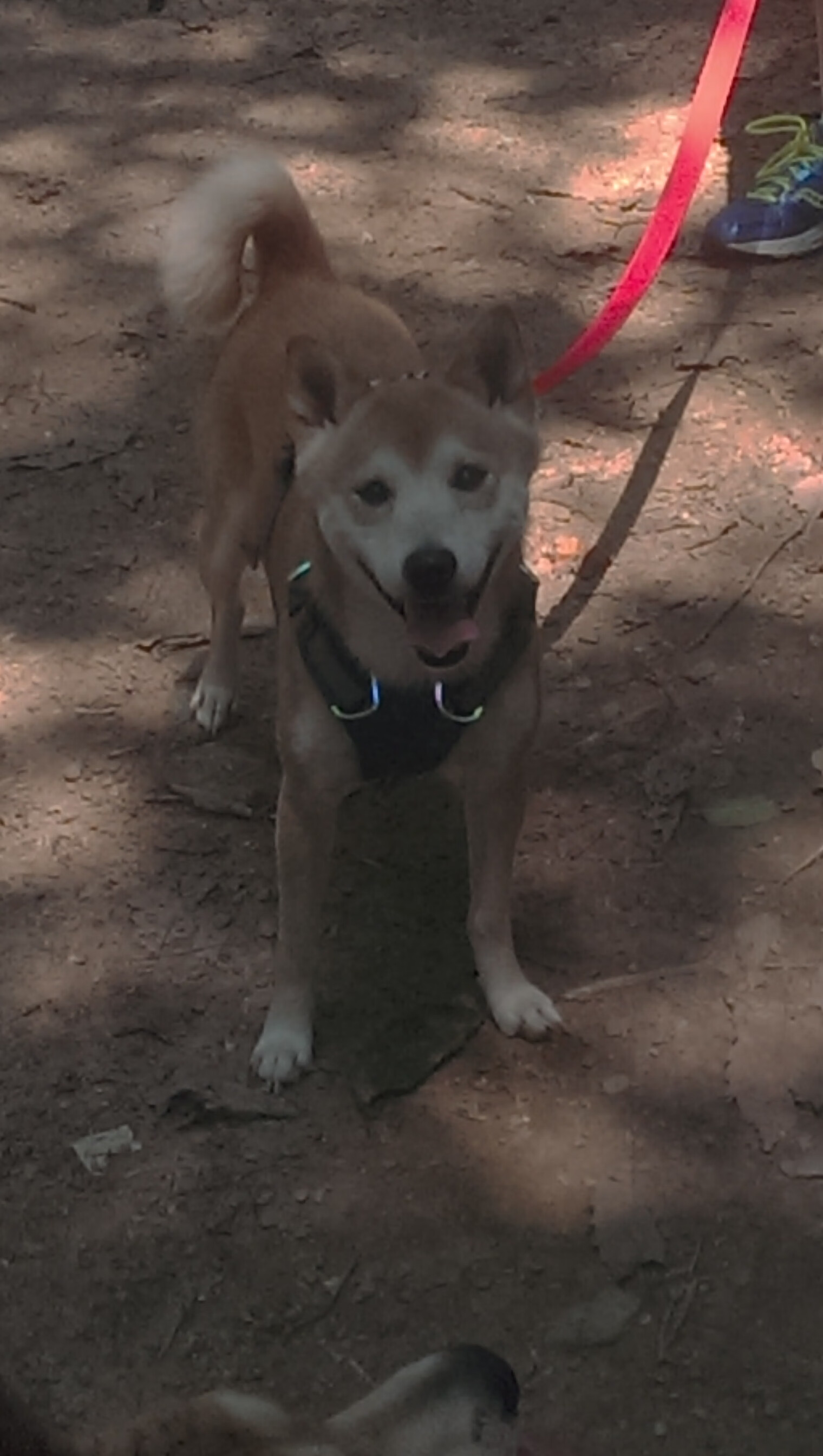 欧冠绿茵与NBA硬木，攻防转换的双重奏