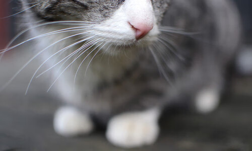 北境长城与苹果城之血，一场壁垒与突围的年度焦点战