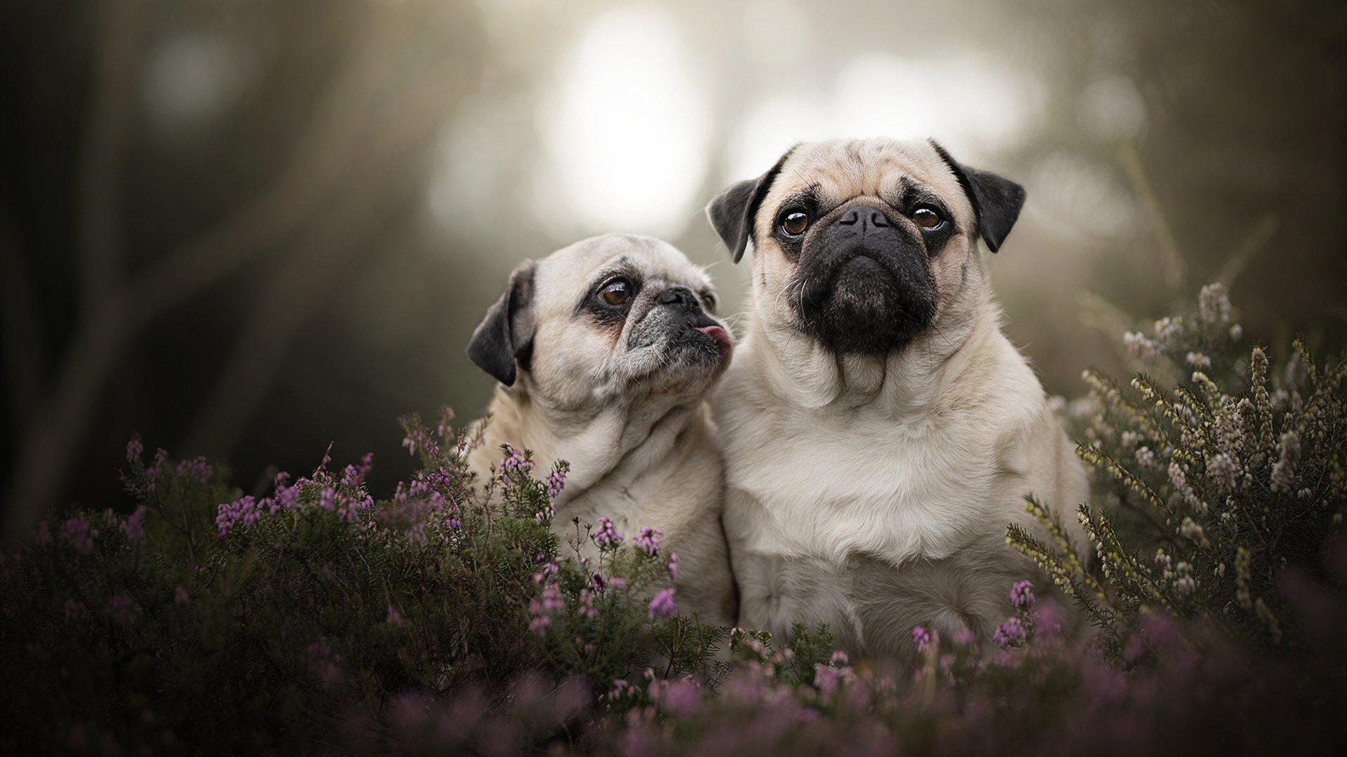 金年会娱乐-强压之下的终局，步行者抢七窒息防守击溃北京队