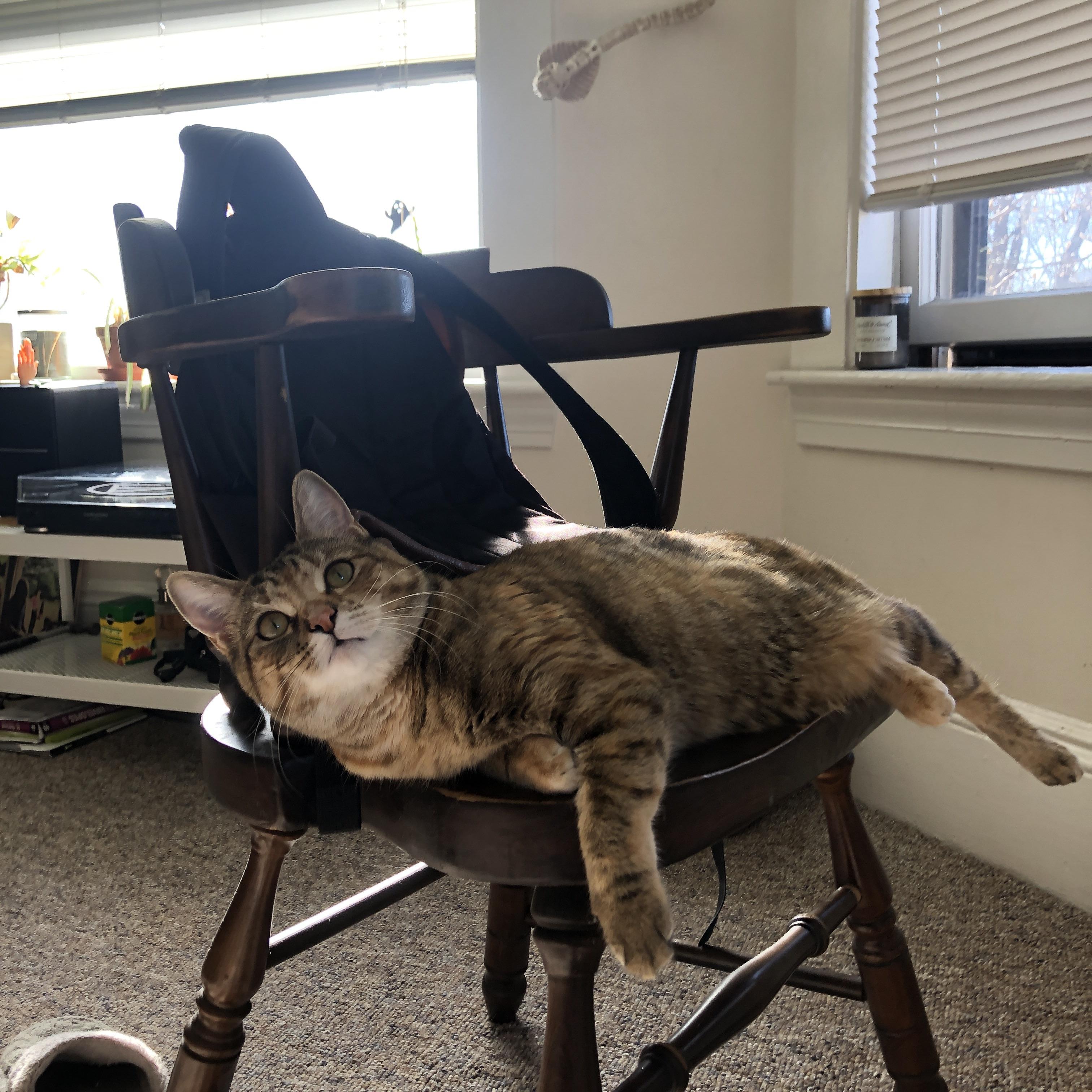 跨界统治，当约基奇降临雷霆vs凯尔特人之战