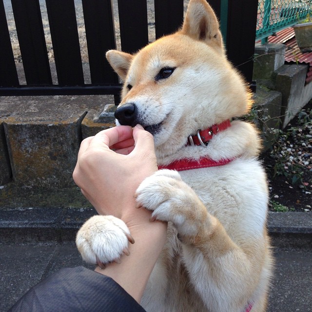 世界排名争夺战之夜，若日尼奥以节奏大师之姿带动全队