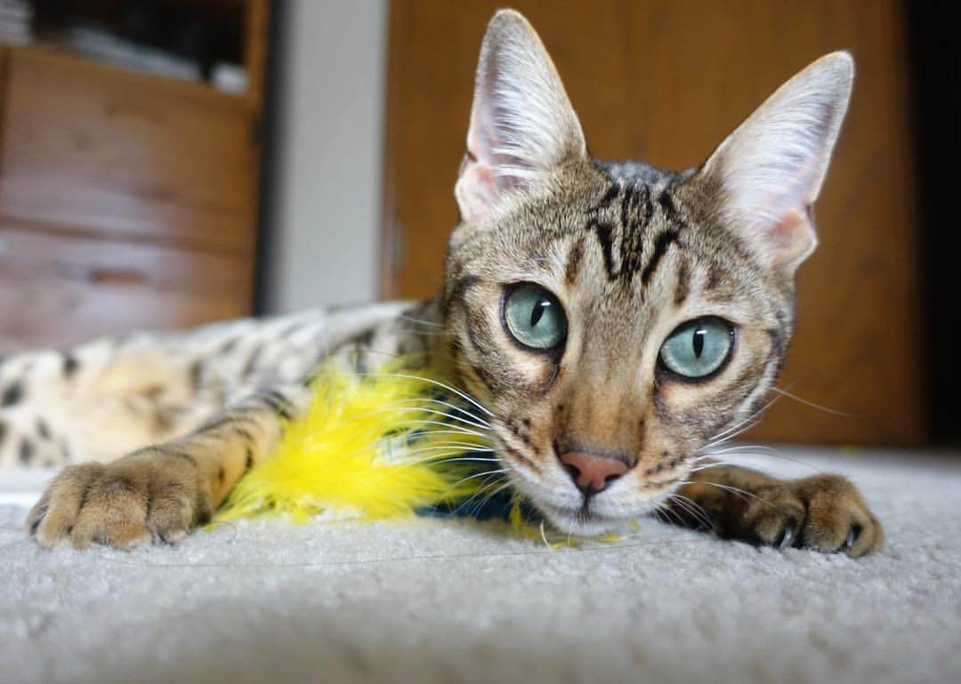 湖人鏖战山西启示录，爱德华兹的教科书背后，藏着篮球的进化密码