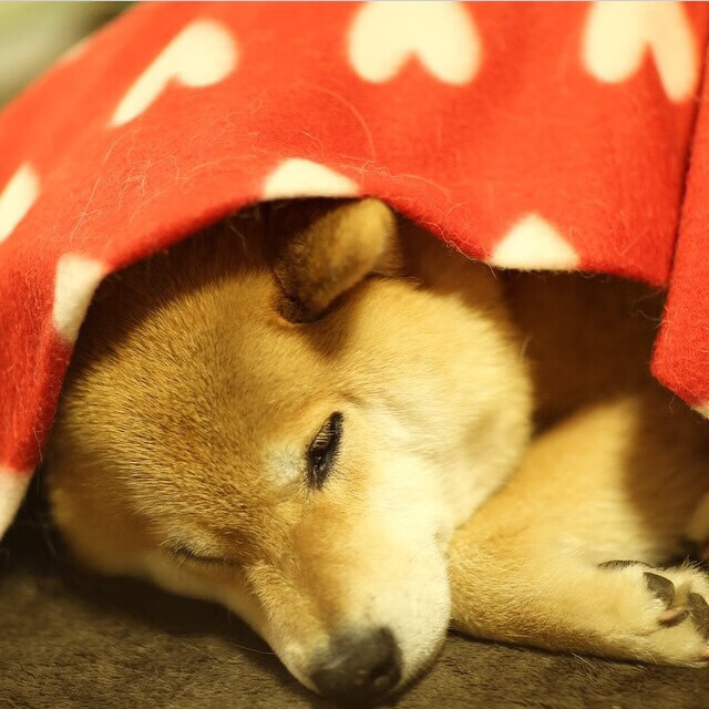 字母哥统治攻防两端,掘金险胜广厦展冠军底蕴