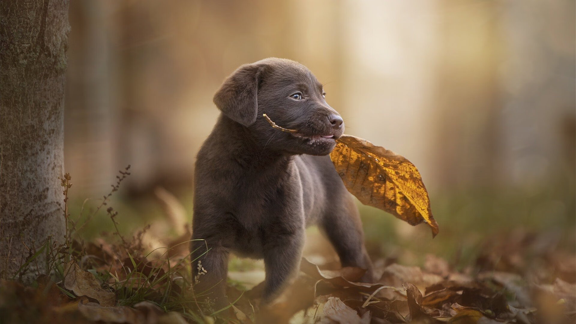 沉默的棋手，布鲁诺如何以非德比方式主宰国家德比之夜